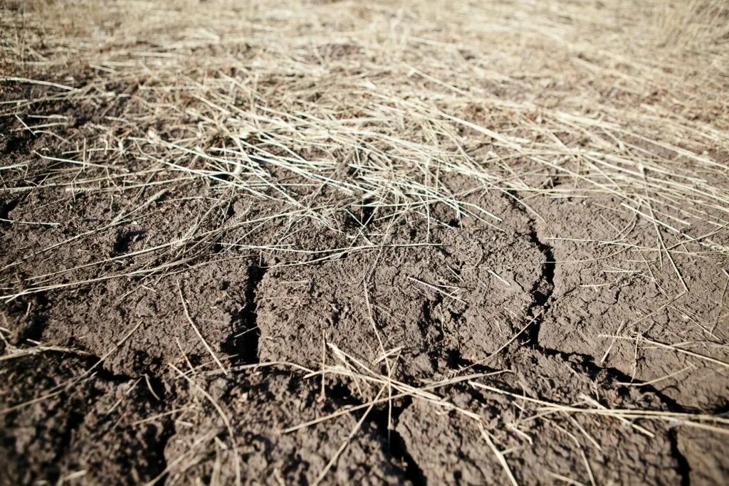 Засуха в степи. Засухи и суховеи. Иссушение почвы. Сухость почвы.