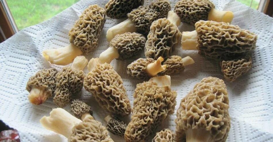 Сморчки грибы рецепт приготовления. Сморчки в Ульяновской области. Сморчки грибы блюда. Сморчок съедобный приготовление. Сморчки приготовление.