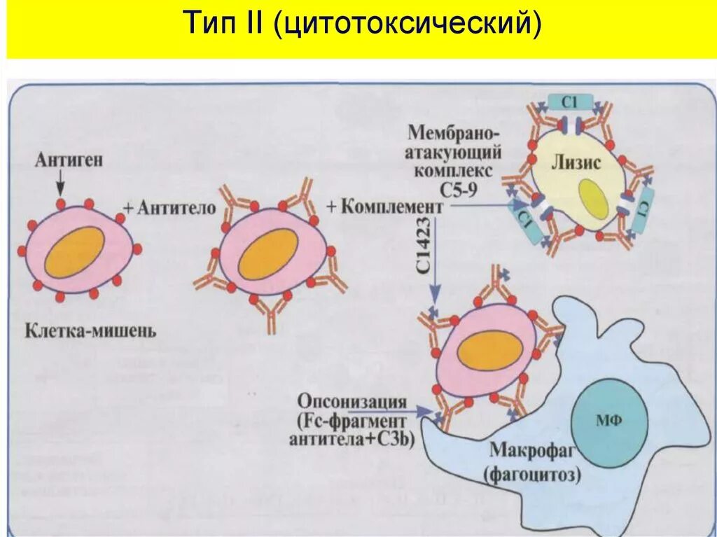 Цитотоксический иммунный ответ. Второй Тип аллергической реакции схема. Второй Тип аллергической реакции цитотоксический. Аллергические реакции цитотоксического типа. Цитотоксическая аллергия.