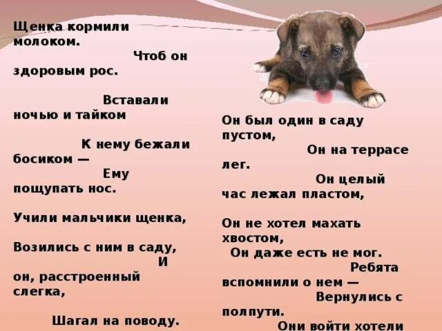 Чем кормить немецкую овчарку в 2 месяца. Меню кормления щенка 1 мес немецкой овчарки. рацион питания щенка 1.5 месяцев. .рацион щенка немецкой овчарки 2 месяца рацион. рацион кормления для щенков немецкой овчарки в 2 месяца.