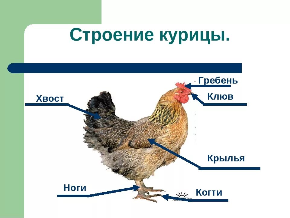 К какой группе относится курица. Внешнее строение курицы. Части тела курицы. Курица строение тела. Строение петуха.