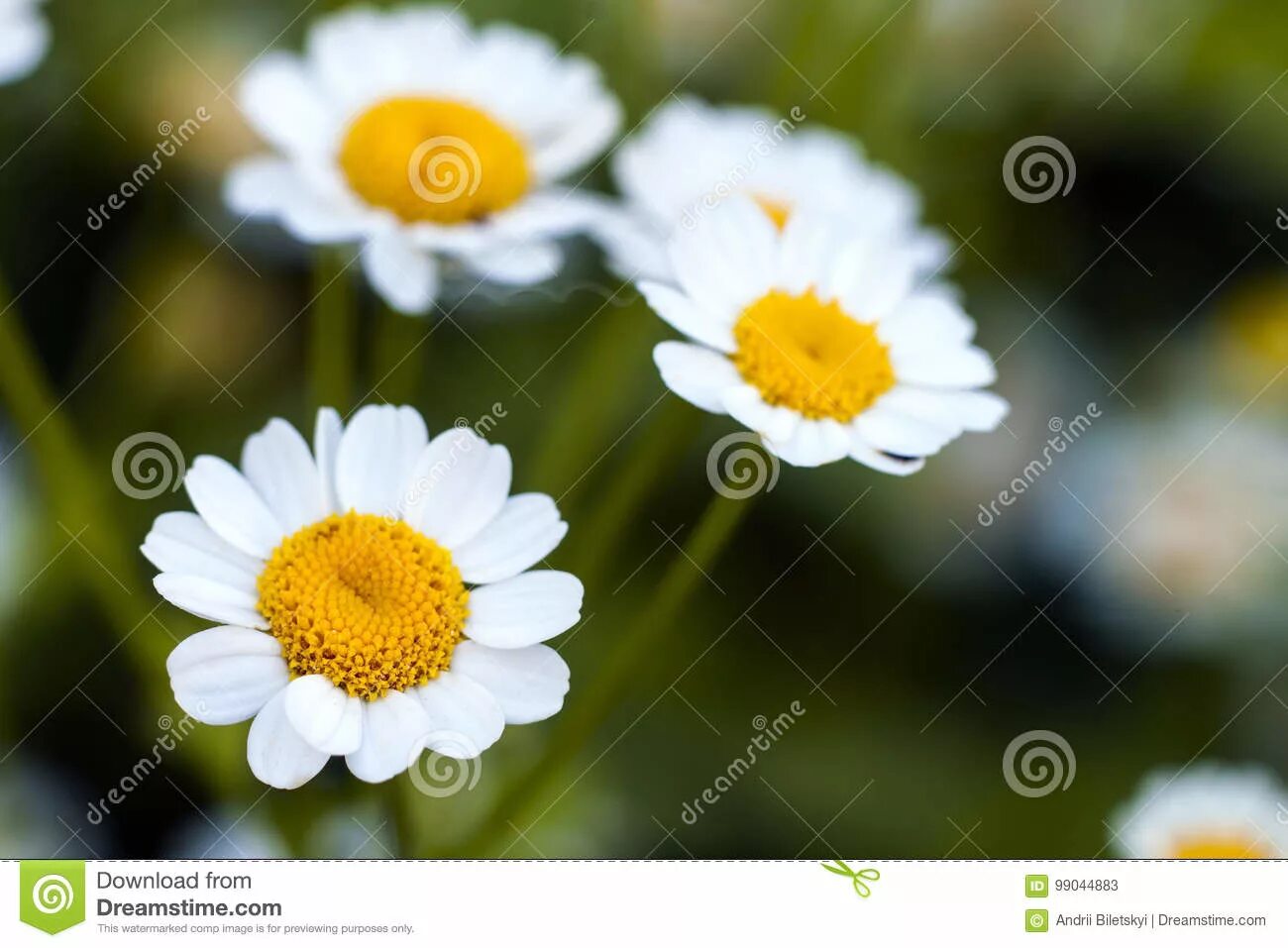 Карточки домана с цветами. Ромашка символ россии на английском языке. Ромашка по английски. Английская ромашка фото. Ромашка по английски.