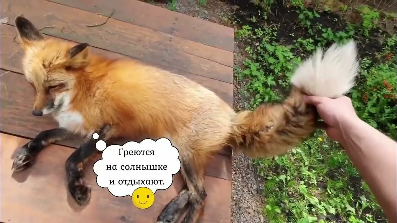 Включи алису лис. Что говорят лисы. день дружбы лиса. животное похоже на лису.