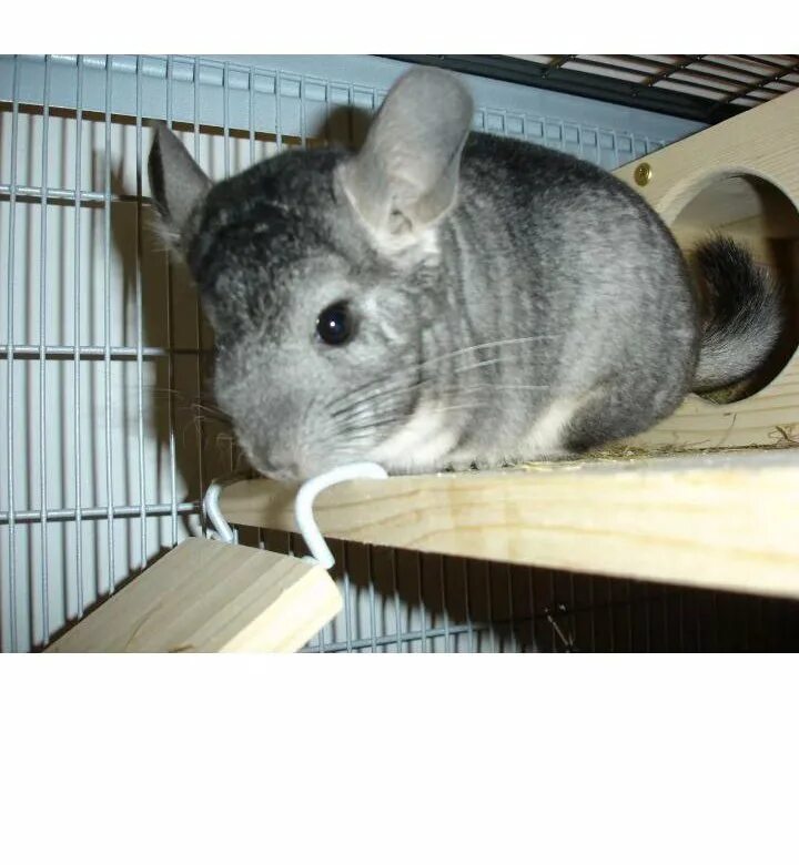 шиншилла серая. сера шиншилле. шиншилла серая. шиншилла черная. перуанская шиншилла.