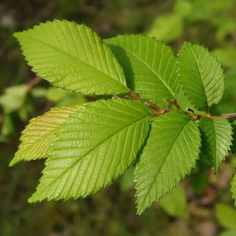 Карагач описание. Вяз мелколистный Ulmus parvifolia. Вяз приземистый Ulmus pumila. Вяз приземистый (мелколистный) (Ulmus pumila). Вяз мелколистный – Ulmus parvifolia Jacq..