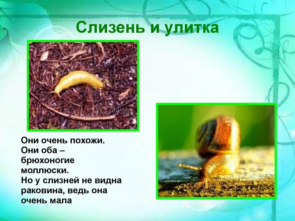 Строение слизня схема. Роль брюхоногих моллюсков для человека. Слизень описание. Слизень строение тела. Значение слизня в жизни человека.