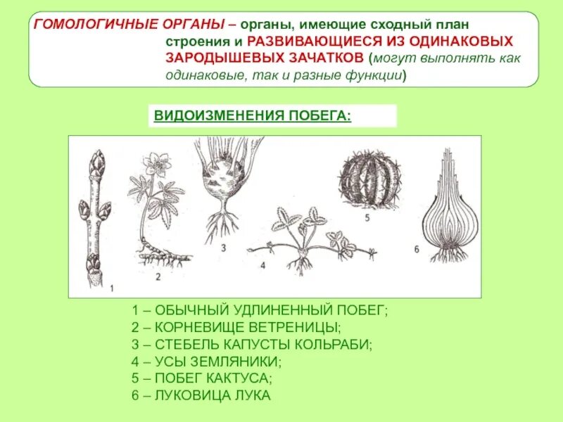 Гомологичные органы растений примеры. Аналогичные и гомологичные органы растений. Строение гомологичных органов. Гомологичные и аналогичные органы примеры.