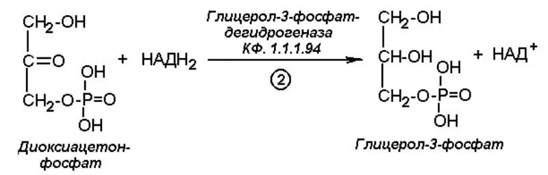 Глицерол 3. Глицерол 3
