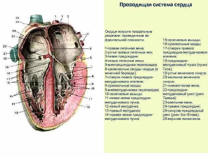 Схема строения сердца продольный разрез. Строение сердца в разрезе анатомия. Сердце вид спереди правое предсердие вскрыто. Строение сердца схема продольного фронтального разреза.