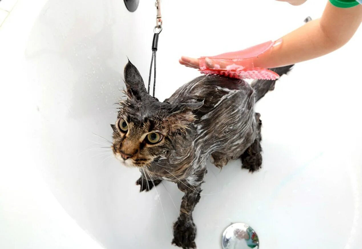 Коты после мытья. Мытье кошки. Кошка моется. Помытый кот. Купание кота.