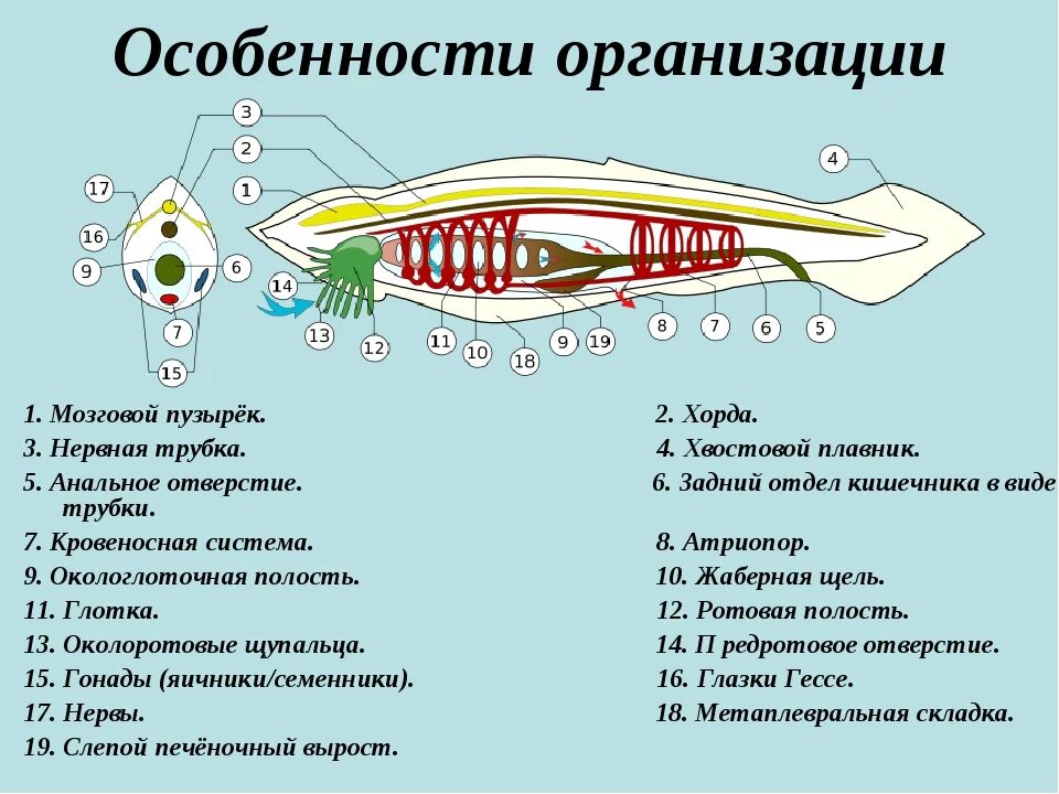 Тип хордовые краткий пересказ. Конспект по теме тип хордовые 7 класс кратко. тип хордовые 7 класс биология. общая характеристика типа хордовые бесчерепные и рыбы. план конспект по биологии 7 класс тип хордовые.