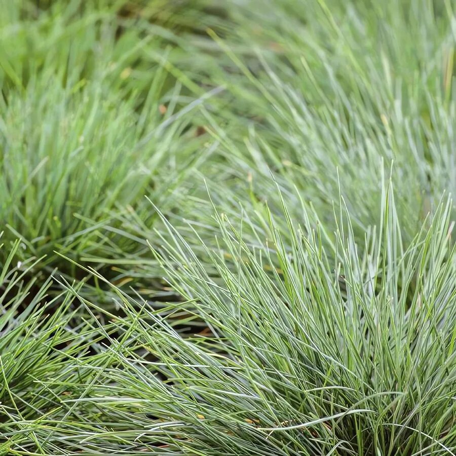 Овсяница аметистовая (festuca amethystina). Овсяница сизая "festuca". Овсяница зеленая. Овсяница зеленая. Овсяница сизая "festuca".