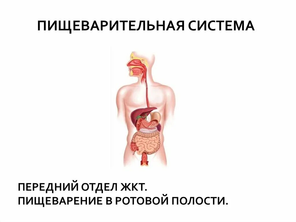 Отделы пищеварительной системы. Передний отдел пищеварения. Передний отдел пищеварительного тракта. Ротовая полость пищеварительная система. Пищеварительная система полости рта