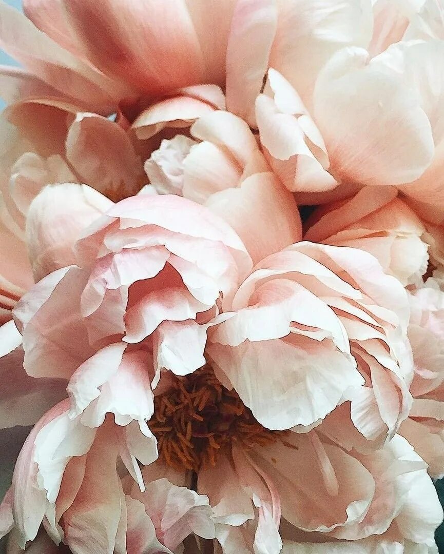 Манон пион. Нежные пионы. Пиони пинк (peony pink). Нежный пион цвет. Пион нежно-розовый.