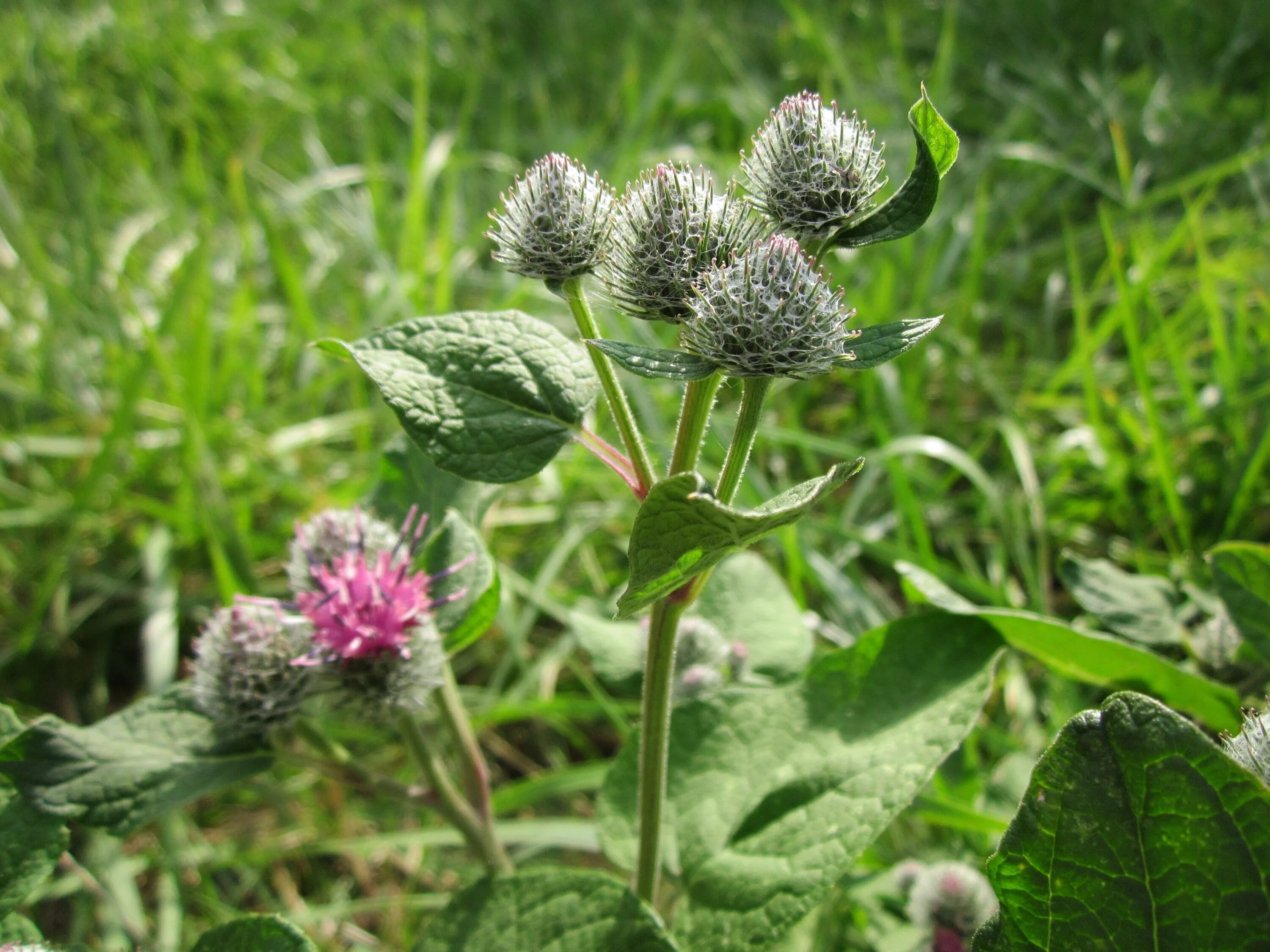 Лопух Дубравный. Репейник обыкновенный. Репейник (Burdock). Лопух большой. Лопух подорожник