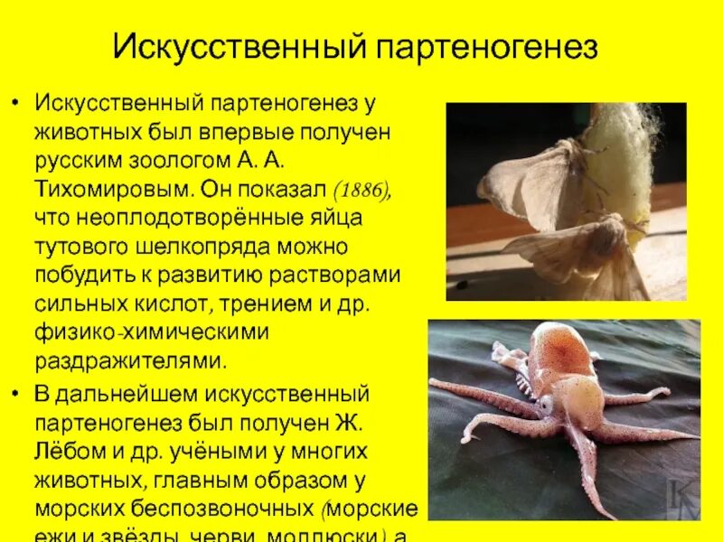 Партеногенез тип размножения. Искусственный партеногенез у тутового шелкопряда. партеногенез естественный и искусственный. искусственный партеногенез. партеногенез примеры.