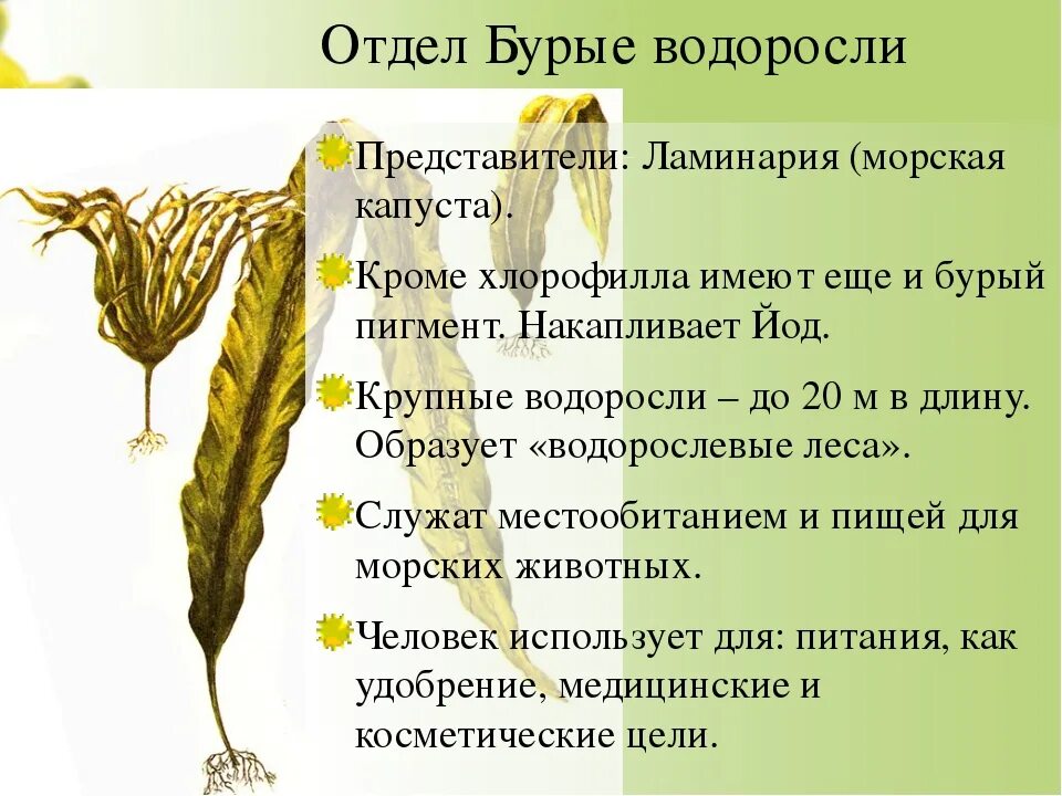 Среда обитания капусты. Систематика водорослей ламинария. Представители бурых водорослей 6 класс биология. Строение бурых водорослей кратко. Ламинария (отдел бурые водоросли).