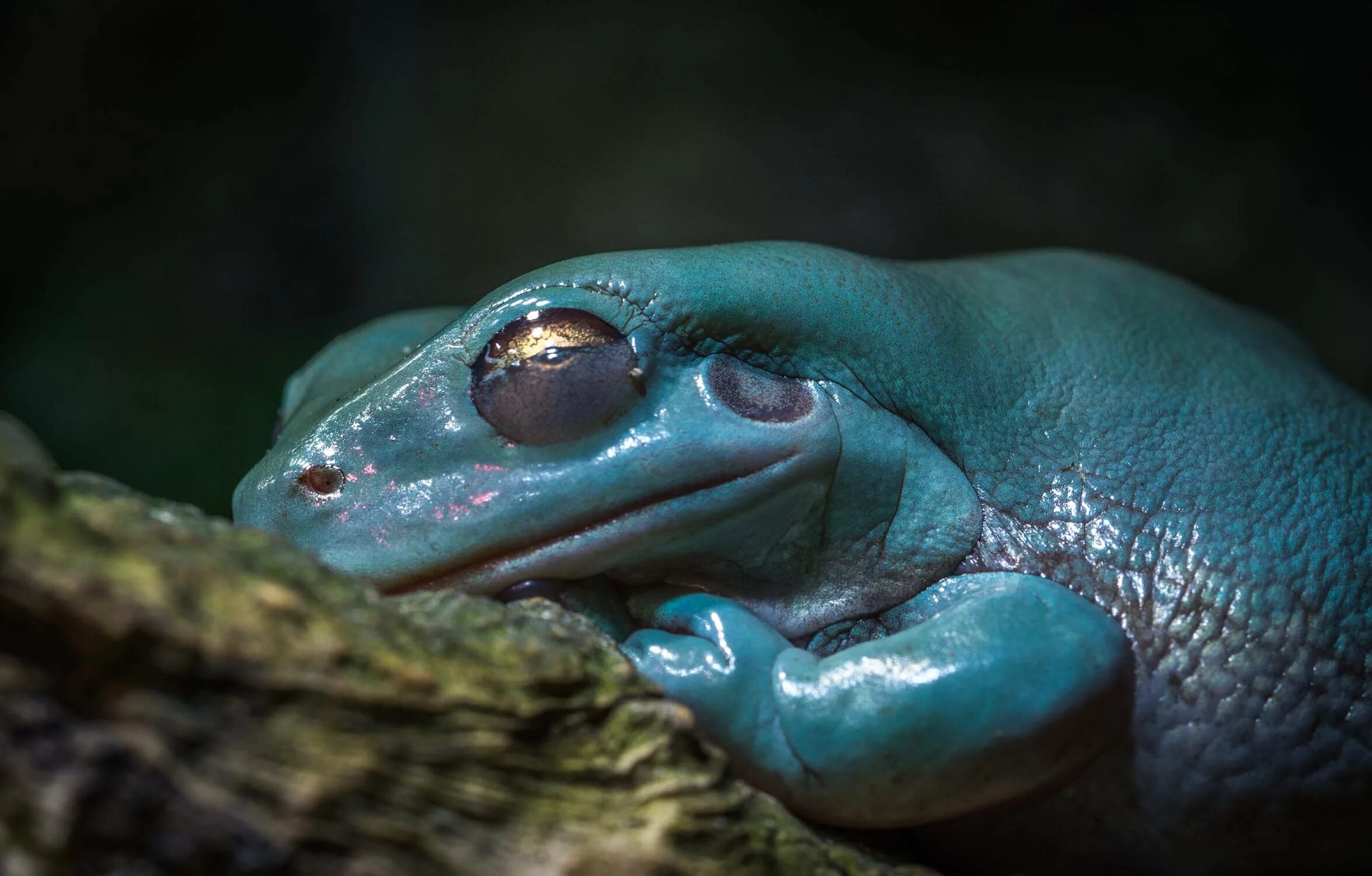 Обыкновенная жаба паротиды. Сон жаба. Паротиды у лягушек. Съесть лягушку. Серая лягушка.