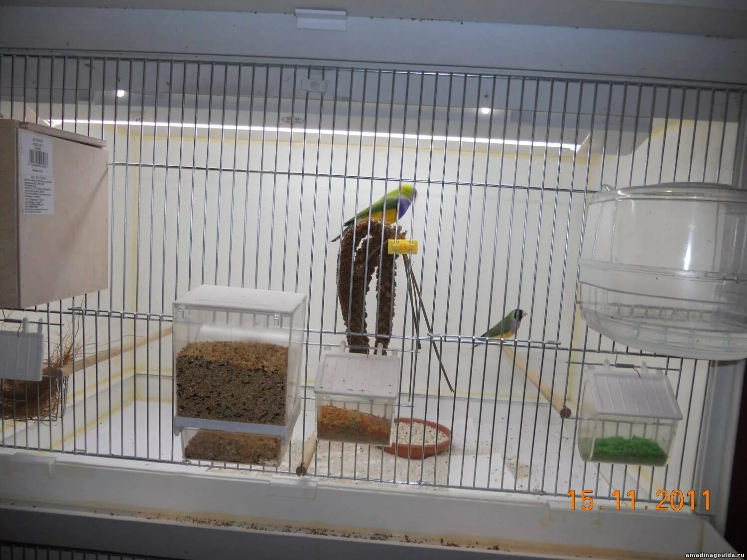 Клетка ferplast rekord 6. Амадины птички в клетке. Клетка ferplast planeta. Клетка для амадинов своими руками. Клетка для амадинов.