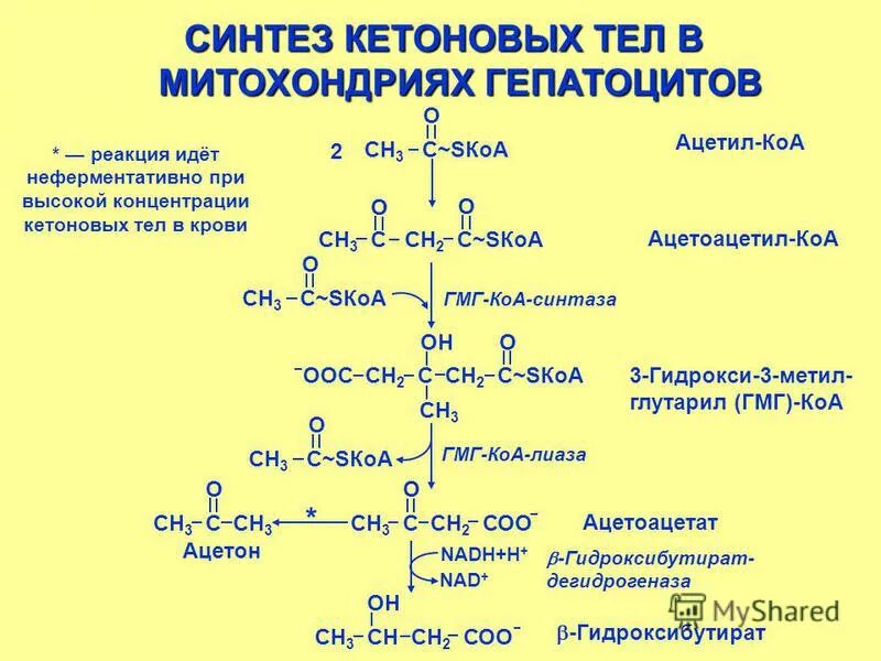 гмг-коа-редуктазы. синтез холестерола гмг коа редуктаза. гмг коа в ацетоацетат. гмг биохимия. синтез кетоновых тел в печени.
