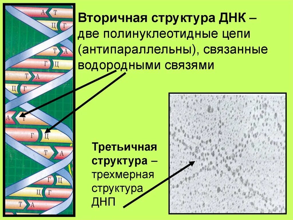 12 цепей днк. Строение ДНК антипараллельность. Вторичная структура ДНК. Полинуклеотидные цепи антипараллельны. Структура полинуклеотидной цепи ДНК.