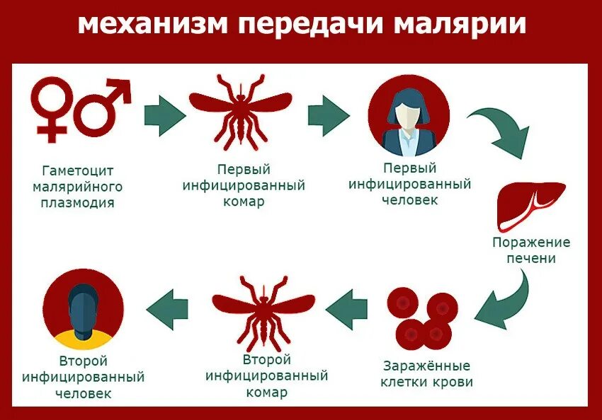 Почему для борьбы с малярией. Симптомы заражения малярией. Основные симптомы малярии.