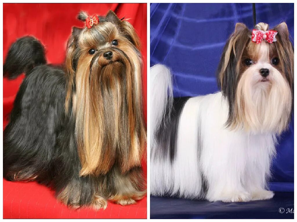 Купить йорка в пензе. Бивер йорк и йоркширский терьер. Бивер-йоркширский терьер рыжий. Биверы и йорки различия. Бивер и йоркширский терьер отличия.