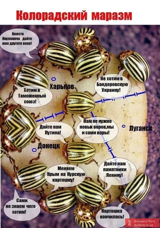 Колорадский язык. Колорадский жук юмор. Колорадский язык. Колорадский язык. Колорадские жуки георгиевские ленточки.