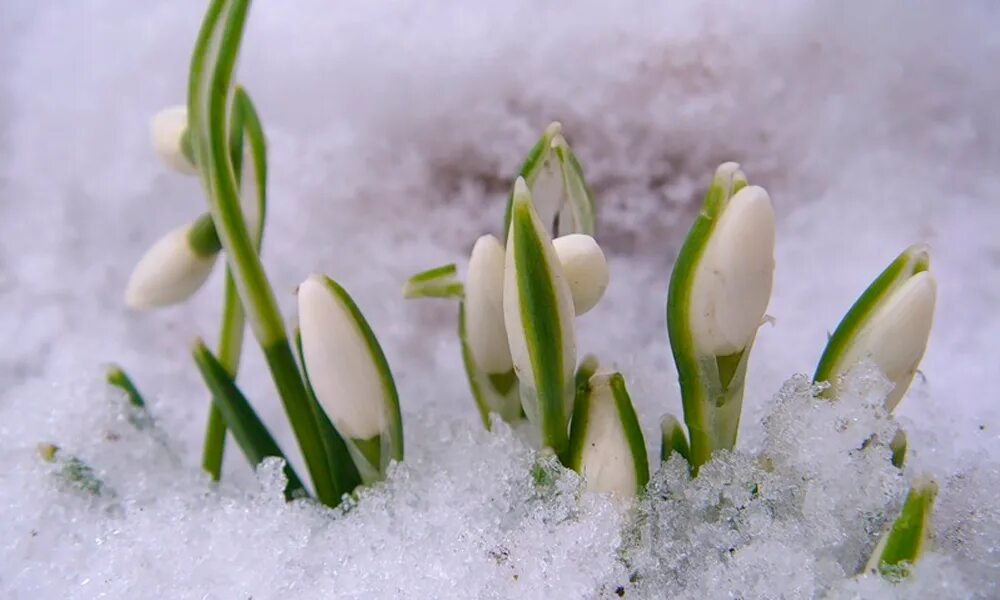 Кой где из под снега. Цветы из под снега. Весна. Кой где из под снега. Кой где из под снега.