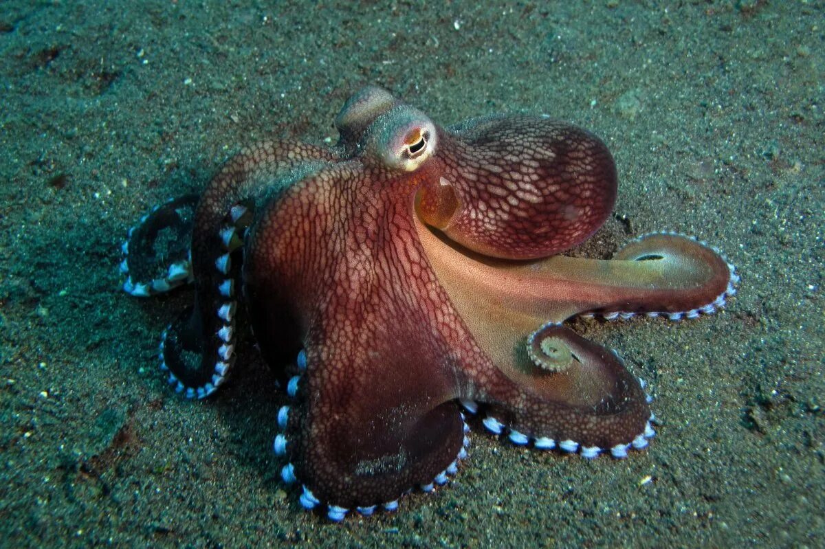 Осьминог это животное или нет. Amphioctopus marginatus. Кокосовый осьминог (Coconut Octopus). Синекольчатый осьминог. Осьминог cyanea.