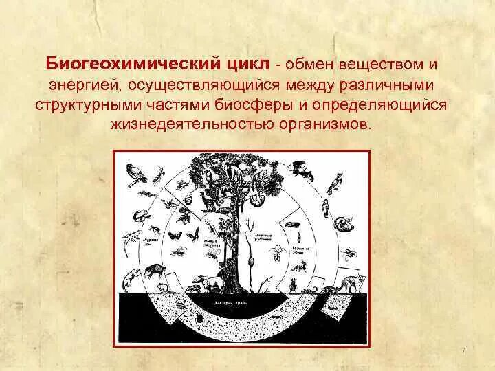 Оно выполняет многообразные биогеохимические функции например благодаря. Биогеохимические циклы в биосфере. круговорот веществ и биогеохимические циклы. круговороты веществ и биогеохимические циклы в биосфере. биогеохимические процессы в биосфере.