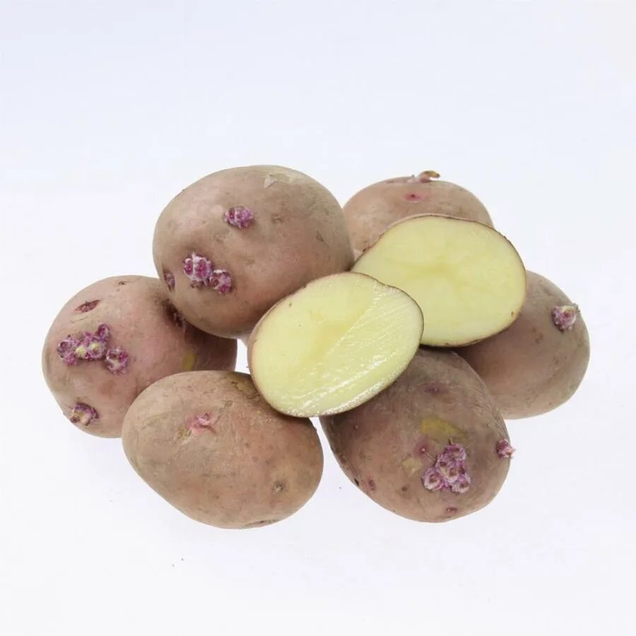 Семена картофеля купить в интернет. Сорт Накра картофель. Картофель семенной Синеглазка. Сорт картошки Синеглазка.
