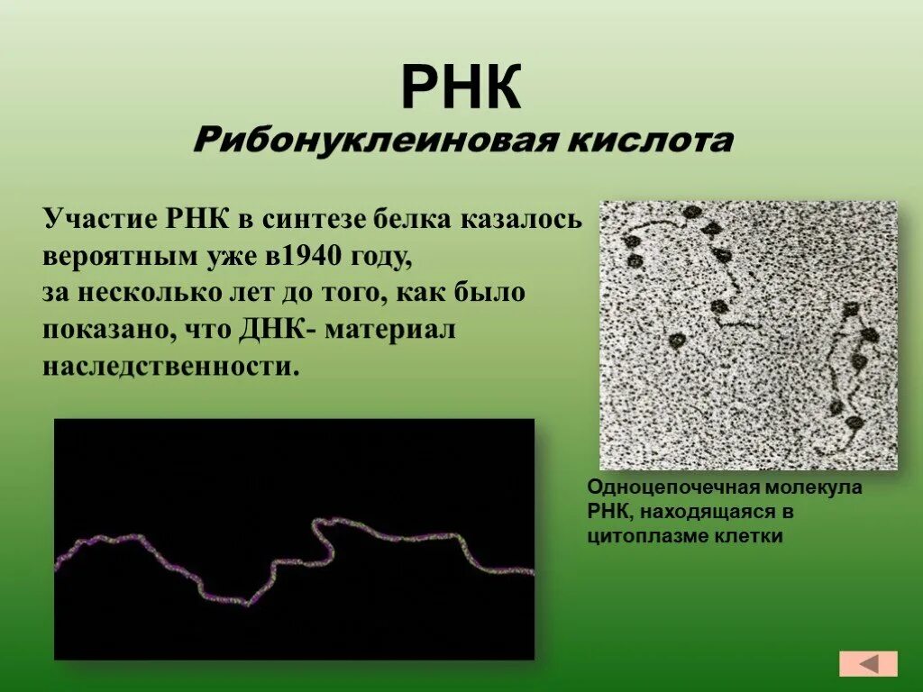 Рнк находится. Рнк. рибонуклеиновая кислота. рибонуклеиновые кислоты в клетках участвуют в. рибонуклеиновая кислота это в биологии.