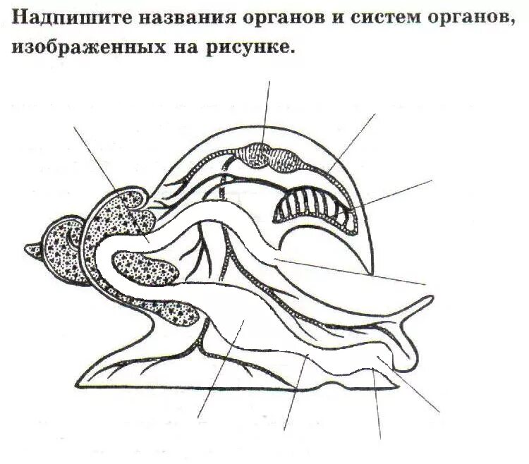 Улитка подписи. Внутреннее строение брюхоногих моллюсков. Строение брюхоногого моллюска внутреннее строение. Брюхоногие моллюски строение. Внутреннее строение брюхоногого моллюска схема.