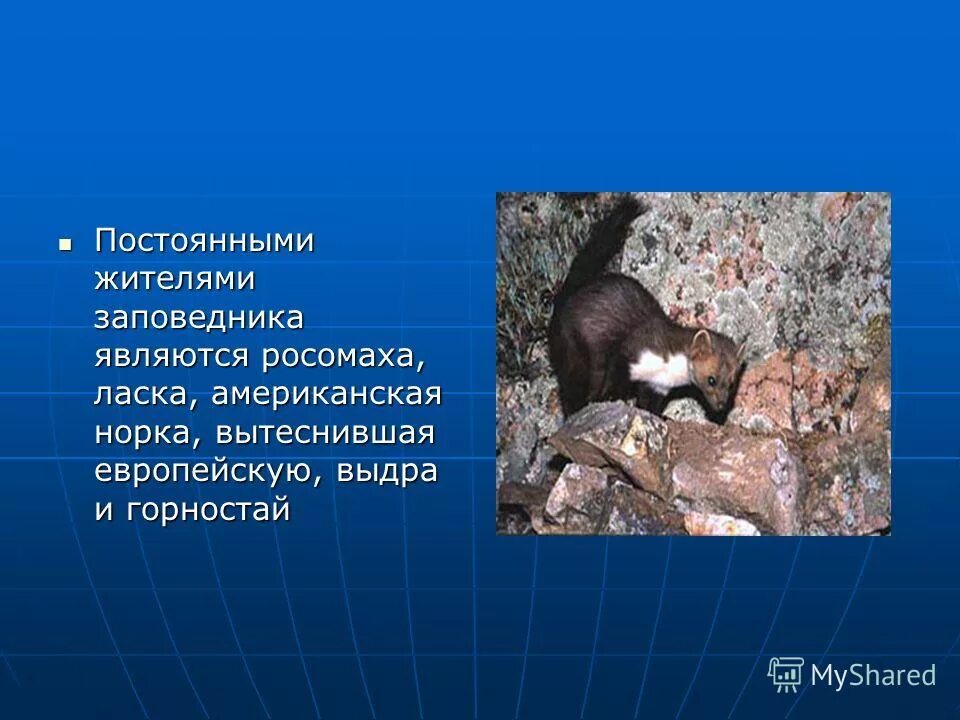 примеры организмов почвенной среды. постоянный обитатель. глухарь информация о птице. постоянный обитатель. сом обитатель пресных водоемов.