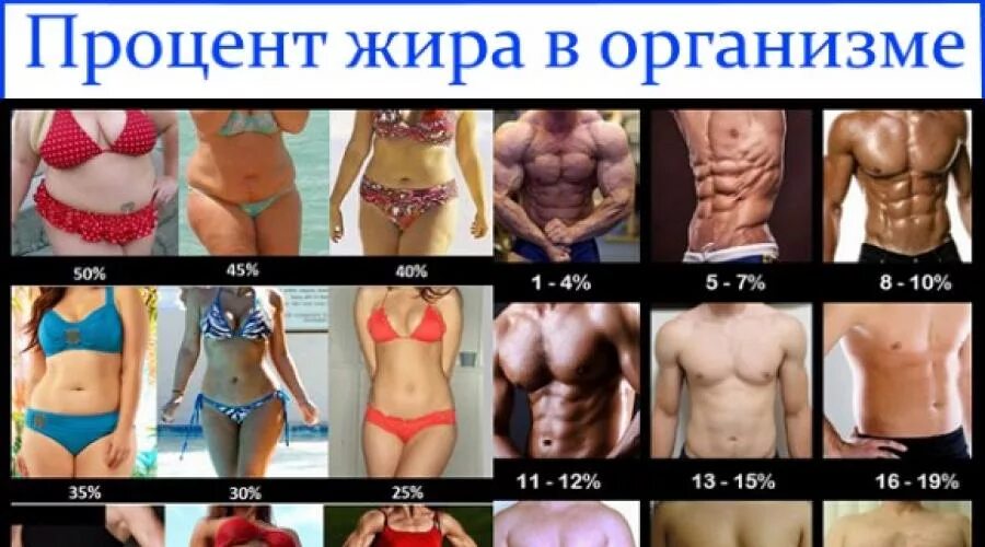 Процент жира у мужчин. Процент жира в теле. Типы пресса. Процент жира. Процент подкожного жира.