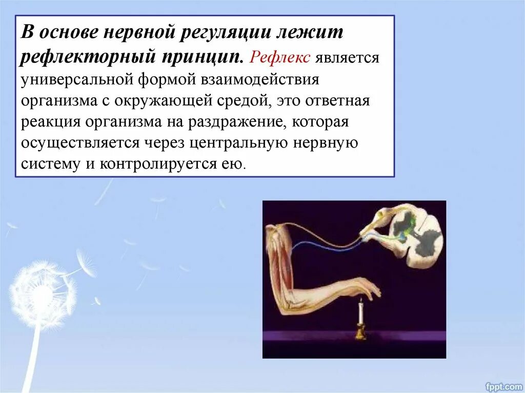 Основа нервной регуляции. Рефлекс основа нервной регуляции. В основе нервной регуляции лежит. Рефлекторный принцип регуляции.