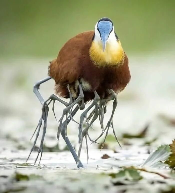 Male African Jacana, a wading bird with long toes and claws. The other legs belo