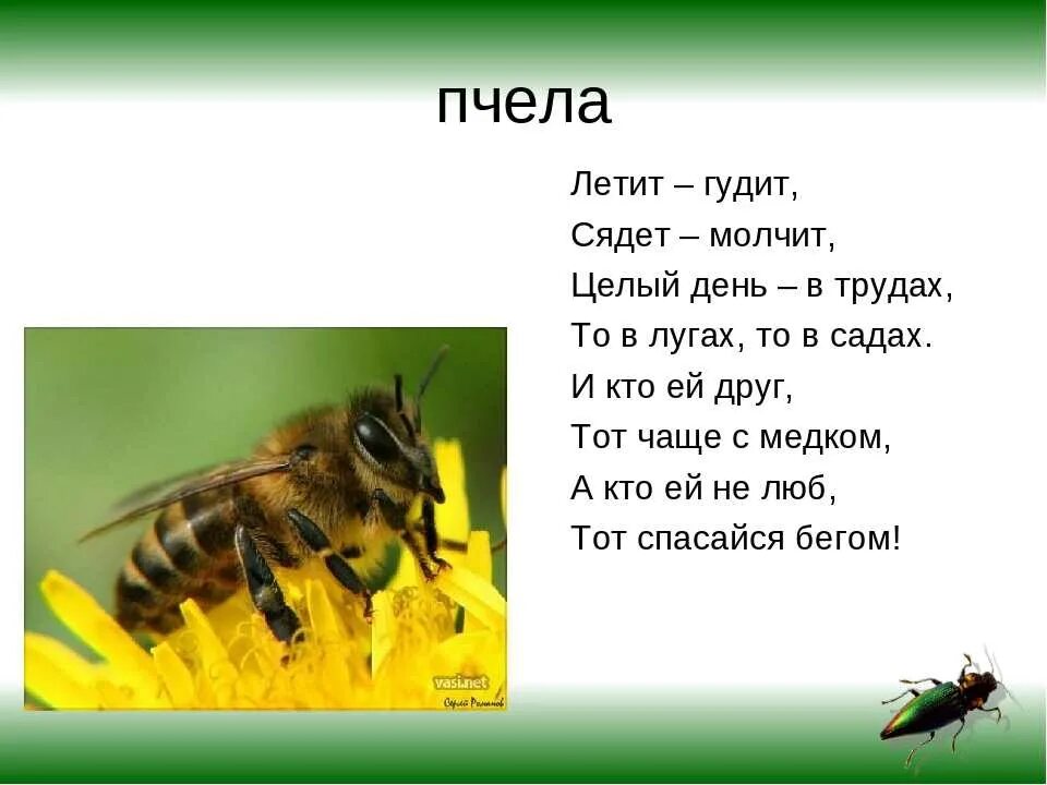 Текст про пчел. Загадка про пчелу. Загадка про пчелу для детей. Стих про пчелу. Детские загадки про пчел.