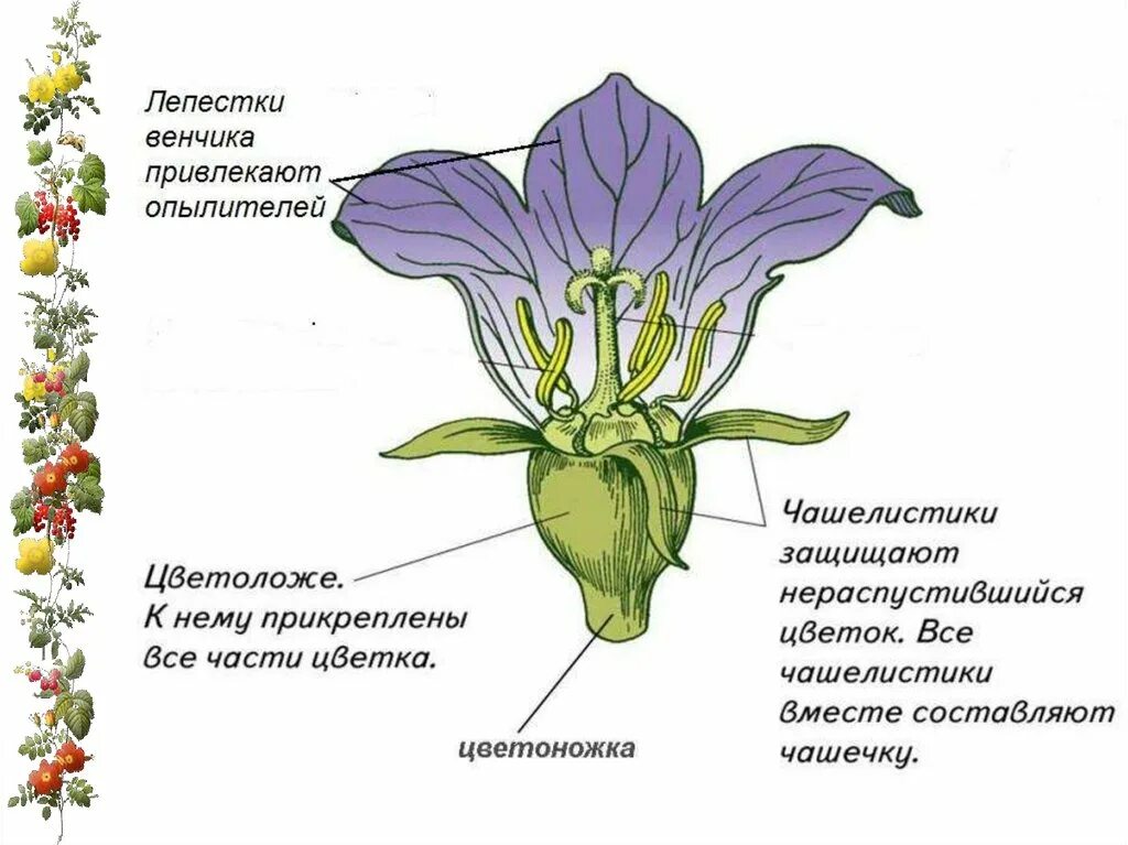 Строение и разнообразие цветов 6 класс презентация. Околоцветник простой и двойной. Строение цветка 6 класс биология рисунок из учебника. Строение цветка альстромерии. Строение и разнообразие цветов 6 класс презентация.