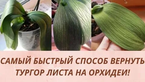 Орхидея листья теряют тургор