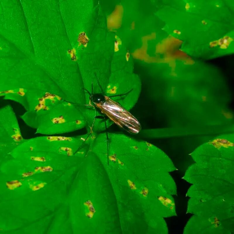 Мушки сциариды грибной комарик. Грибные комарики вредители. Цветочные мушки сциариды. Мушки сциариды. Почвенный огуречный комарик.