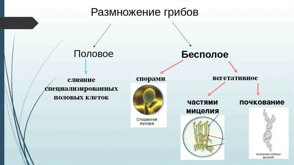 Формы бесполого размножения грибов. Типы полового размножения у грибов. Типы бесполого размножения грибов. Способы размножения грибов таблица. Споры это половые клетки