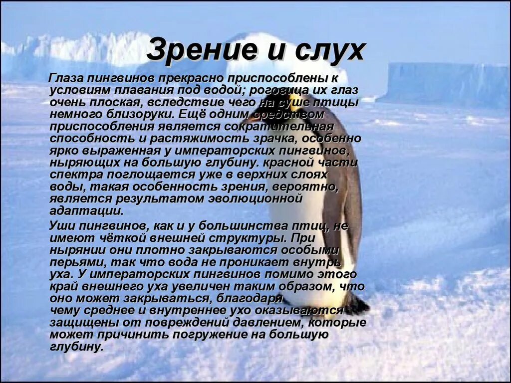 Про пингвина рассказ 1. Презентация на тему пингвины. Описание пингвина. Интересные факты о пингвинах для детей. Пингвины слайд.