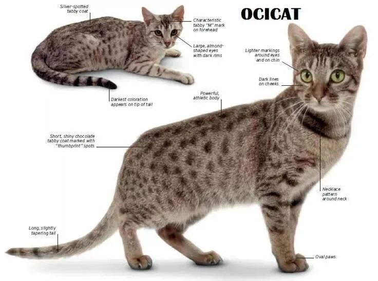 Pure Breeds Archives - The Happy Cat Site Cat breeds, Ocicat, Burmese cat