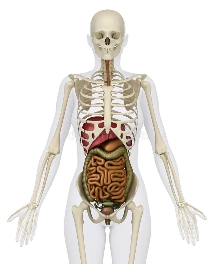 Человеческий скелет с органами.