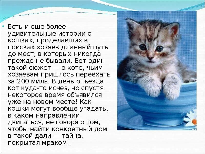 Описание домашнего кота 2 класс. Рассказ про кошку. Рассказ про котика. Рассказ о Кате. История кошек.