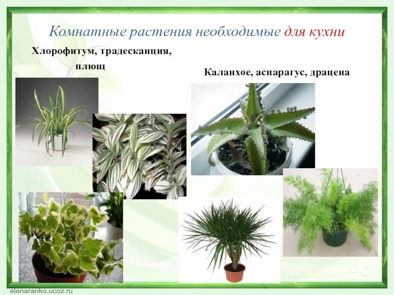 (Аспарагус, традесканция). Хлорофитум и традесканция. Аспарагус и хлорофитум. Влияние комнатных растений на экологию жилища. Опишите особенности растений каланхоэ и аспарагуса