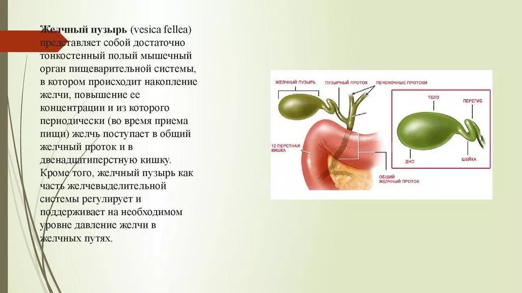 Желчь лечение народными средствами