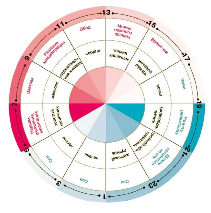 Идеальные дни 2. Время активности внутренних органов человека по часам таблица. Суточные биоритмы внутренних органов человека. Часы активности внутренних органов человека по часам суток. Активность органов по часам в течении суток.